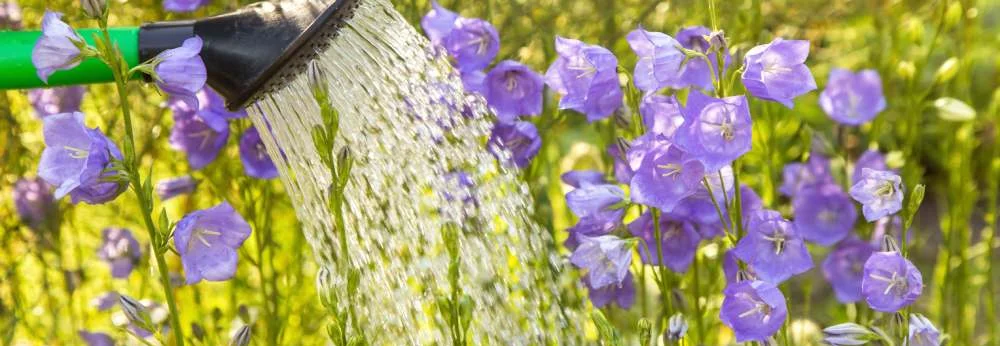 Eine Gießkanne bewässert violette Glockenblumen in einem sonnigen Garten.